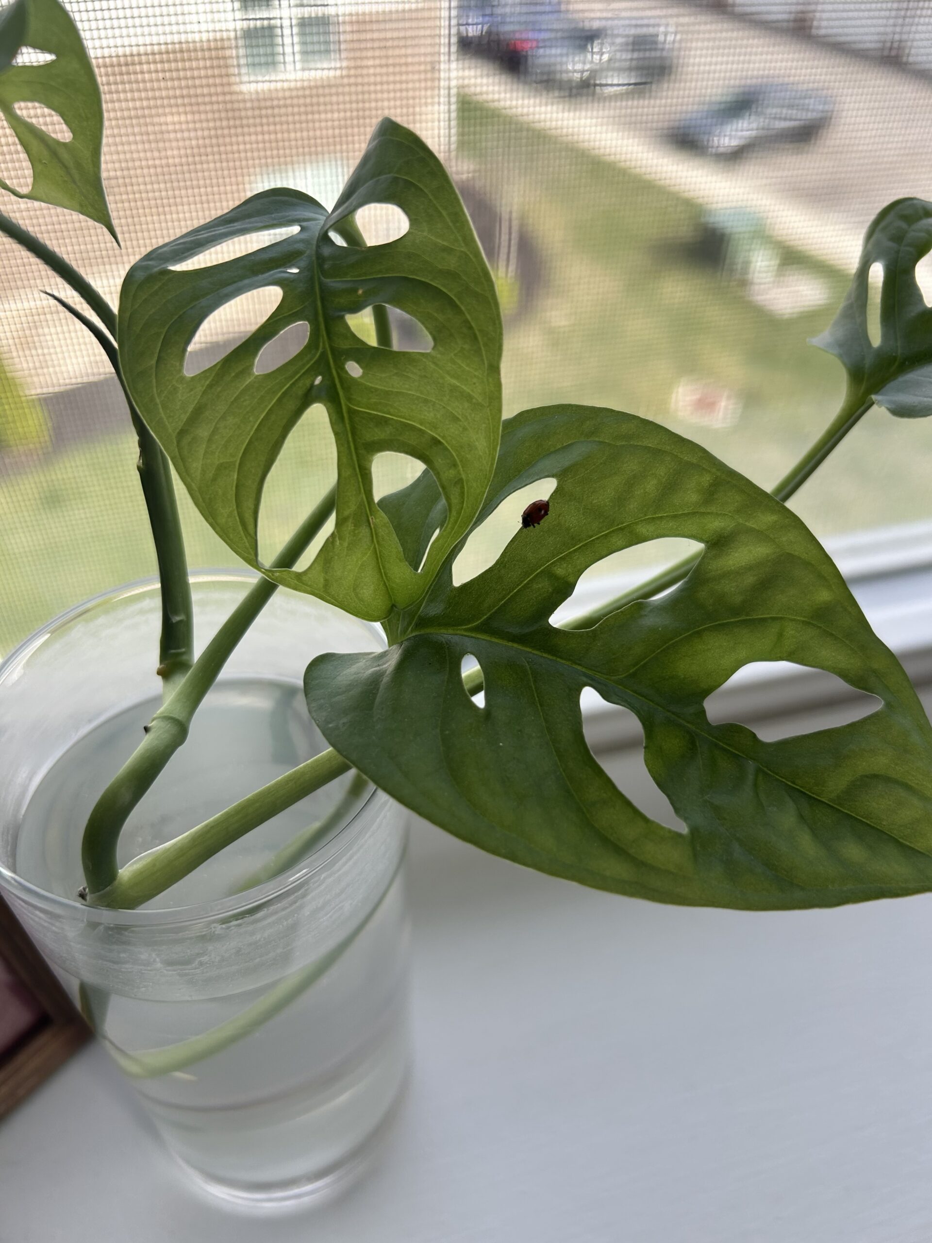 Swiss cheese plant in glass with water on windowsill